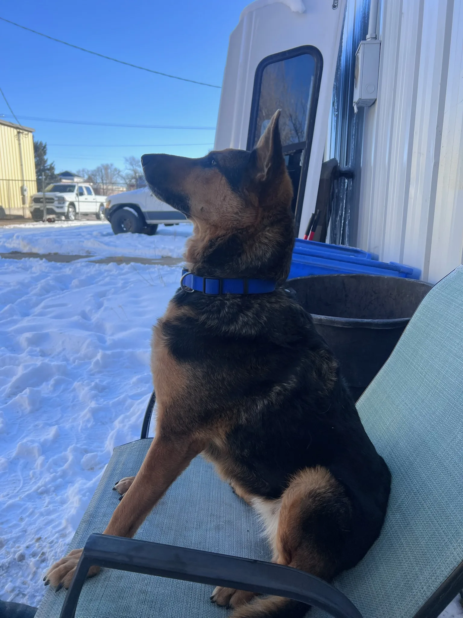 Dolly, the All American shop dog